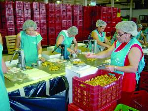 Δεν αναγνωρίζεται η Ομάδα Παραγωγών της Συκικής