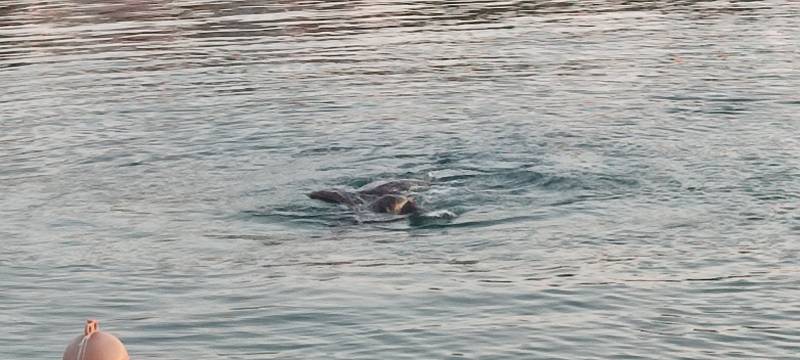 Ζευγάρι καρέτα - καρέτα τράβηξαν τα βλέμματα στο λιμάνι της Κυπαρισσίας (βίντεο)