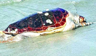 Νεκρή καρέτα - καρέτα στο λιμάνι της Κυπαρισσίας