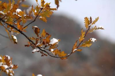 Παγωνιά σε όλη τη χώρα - Πού άγγιξε τους -5 βαθμούς Κελσίου το θερμότερο (Βίντεο)