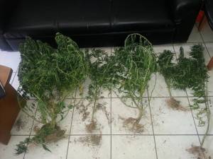 Ευρεία αστυνομική επιχείρηση στην Κορινθία