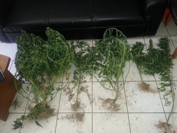 Ευρεία αστυνομική επιχείρηση στην Κορινθία