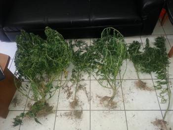 Ευρεία αστυνομική επιχείρηση στην Κορινθία