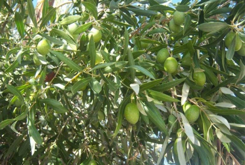 Μέτρα στήριξης των ελαιοπαραγωγών ζητεί ο Γόντικας