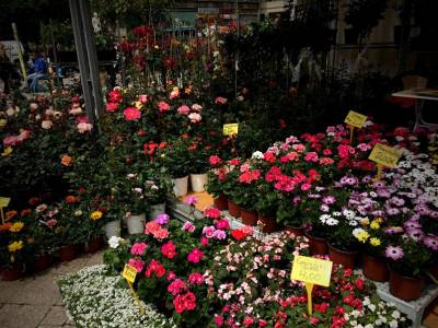 Ανθοκομική έκθεση στο Δήμο Ευρώτα από 3 έως 5 Ιουνίου