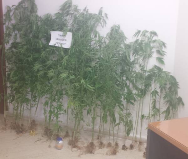 Δύο συλλήψεις για χασισοφυτεία στην Ξυλοκέριζα Κορινθίας