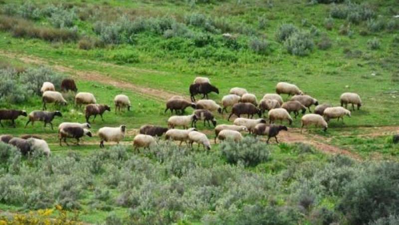 Λακωνία: Κτηνίατροι για φυματίωση στα αιγοπρόβατα
