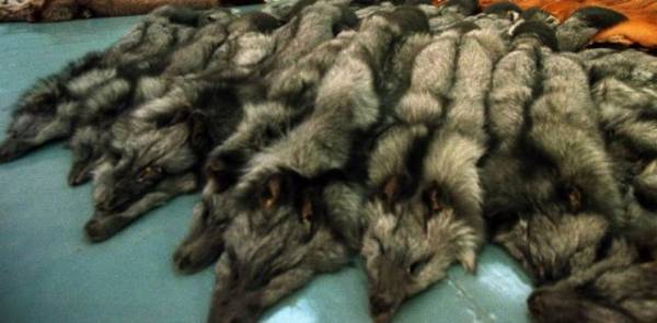 Ξεκαθάρισμα θέσεων, γιατί διαφορετικά ...χαιρετίσματα στα γουναράδικα