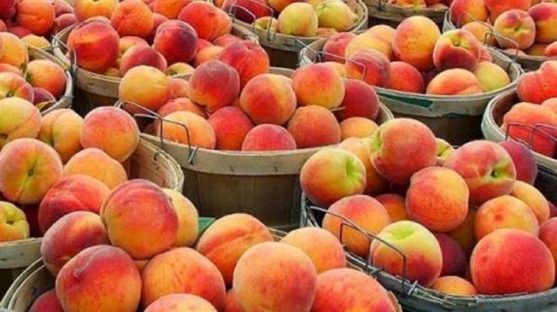 Δήμος Καλαμάτας: Διανομή φρούτων σε ευπαθείς ομάδες