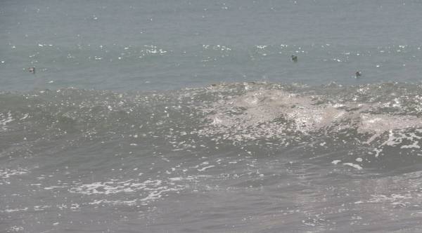 Καθησυχαστικό το Λιμεναρχείο για τη συγκέντρωση γύρης στην Παραλία της Καλαμάτας