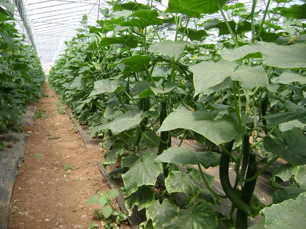 Ξεκίνησε η συγκομιδή θερμοκηπιακών κηπευτικών στην Τριφυλία