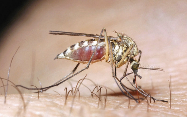 Διευκρινίσεις από Παν. Αλευρά: «Δεν ζητήσαμε αεροψεκασμούς για το κουνούπι-τίγρη»