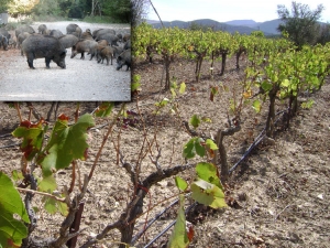 Τα αγριογούρουνα καταστρέφουν τις καλλιέργειες στο Κοπανάκι