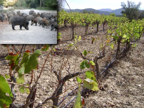 Τα αγριογούρουνα καταστρέφουν τις καλλιέργειες στο Κοπανάκι
