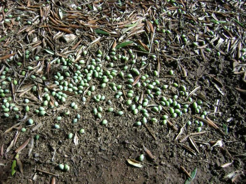 Ο ΕΛΓΑ δεν βλέπει ζημιές στις ελιές της Τριφυλίας