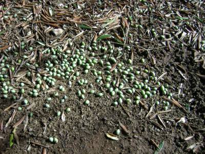 Ο ΕΛΓΑ δεν βλέπει ζημιές στις ελιές της Τριφυλίας