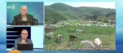Κτηνοτρόφος από τον Βόλο πουλάει κατσίκια για ψυχοθεραπεία - Η αγγελία που έγινε viral (Βίντεο)