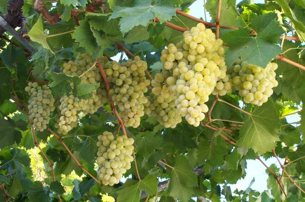 Εκλεψε 1.500 κιλά σταφύλια από το Ζευγολατιό Κορινθίας