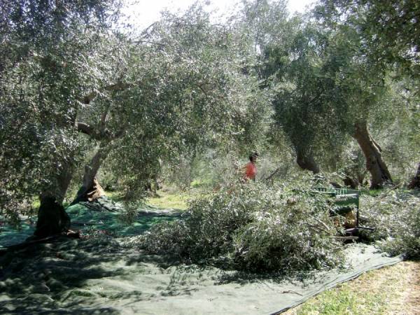 Ανοιχτή συζήτηση για την ελαιοκαλλιέργεια από τον Αγροτικό Σύλλογο Φιλιατρών