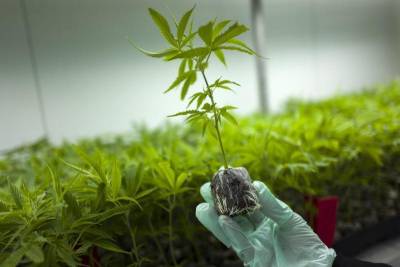 Φαρμακευτική κάνναβη και άλλα αρωματικά φυτά