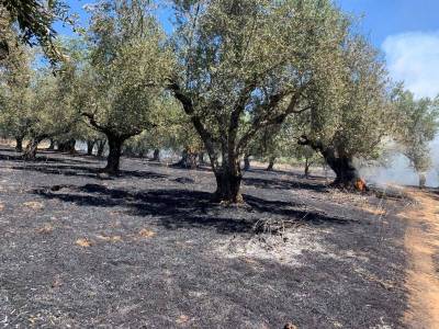 Αποζημιώσεις πυρόπληκτων: 50,4 ευρώ το κάθε καμένο ελαιόδεντρο