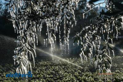 Αναγγελία ζημιάς λόγω παγετού στον Δήμο Καλαμάτας