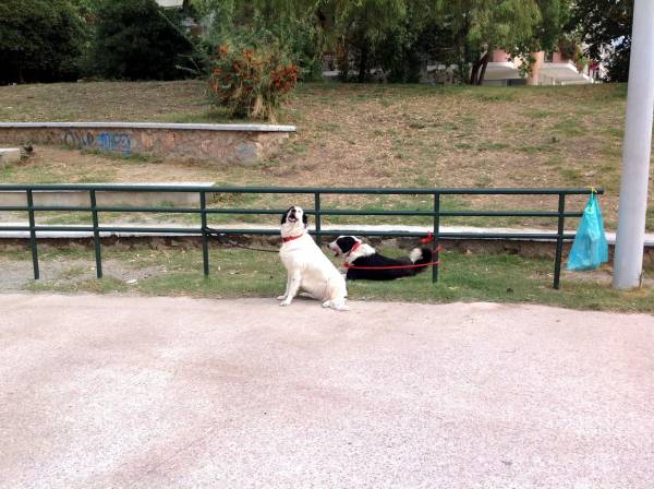 Η παγκόσμια ημέρα των ζώων στην Καλαμάτα