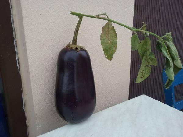 Μελιτζάνα γίγας στη Φαρακλάδα