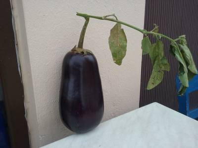 Μελιτζάνα γίγας στη Φαρακλάδα