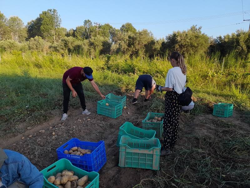 Ολοκληρώθηκε η δράση «Πατάτες για Καλό Σκοπό»