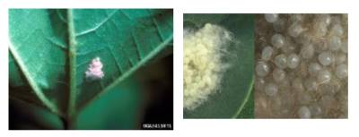 Εντομο που προκαλεί ζημιές σε καλλιέργειες εντοπίστηκε στη Λακωνία