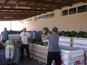 700 τόνοι καρπούζια από Τριφυλία στη διεθνή αγορά