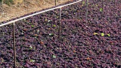 Ποιοτική αλλά μικρή η παραγωγή σταφίδας - Υψηλότερη από πέρυσι αναμένεται η τιμή