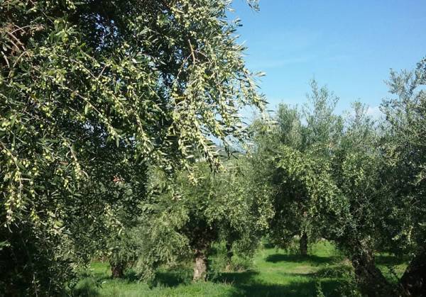 Βρήκε ραβδισμένες τις ελιές του στην Κυπαρισσία