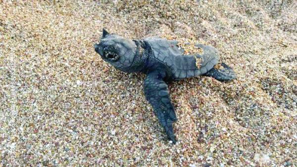 Tα πρώτα χελωνάκια στον Κυπαρισσιακό