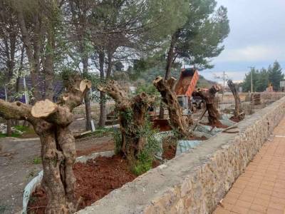 Καλαμάτα: Παράταση για την ολοκλήρωση του υπαίθριου πάρκου ελιάς