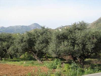 Ψεκασμοί δακοκτονίας σε περιοχές της Μεσσηνίας (29/10)