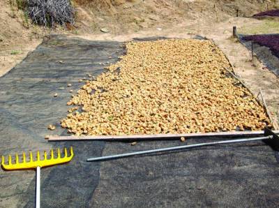 Εκλεψαν 500 κιλά σύκα από την Αρχαία Μεσσήνη