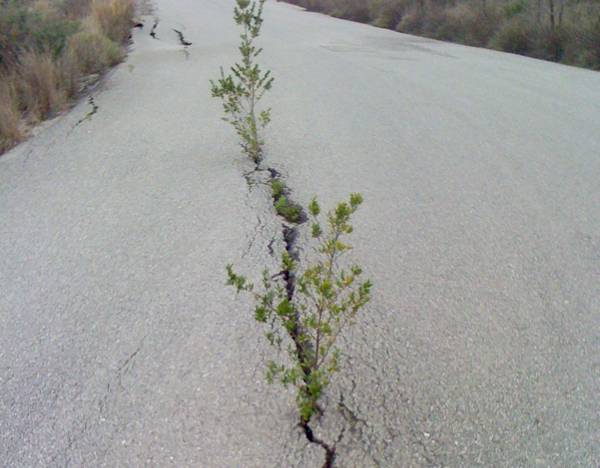 Φύτρωσαν δέντρα στη μέση της ασφάλτου μεταξύ Πύλου και Αγίου Ανδρέα