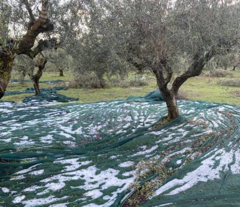 Ερώτηση Βελόπουλου για τις ζημιές από το χαλάζι στη Μεσσηνία