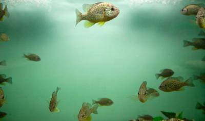 Ο πρόεδρος του ΕΛΚΕΘΕ για ενυδρείο στην Καλαμάτα