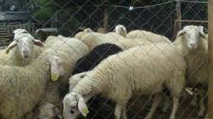 Προφυλακίστηκαν πατέρας και γιος για τις ζωοκλοπές