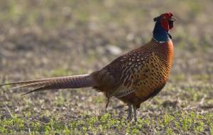 300 φασιανούς απελευθερώνει ο Κυνηγετικός Σύλλογος Καλαμάτας