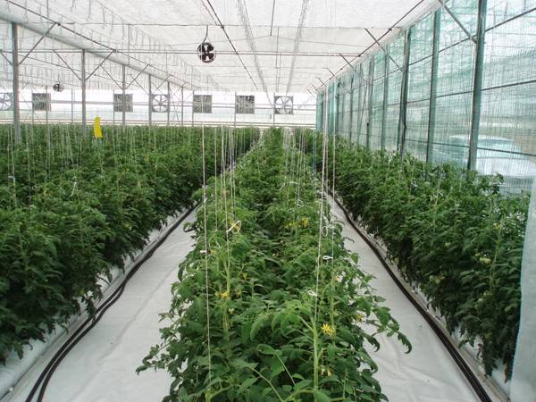 Μεταπτυχιακό πρόγραμμα υδροπονίας στο ΤΕΙ Πελοποννήσου