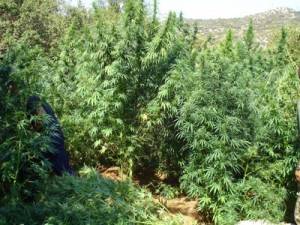 3 χρόνια σε αγρότη για διακίνηση χασίς