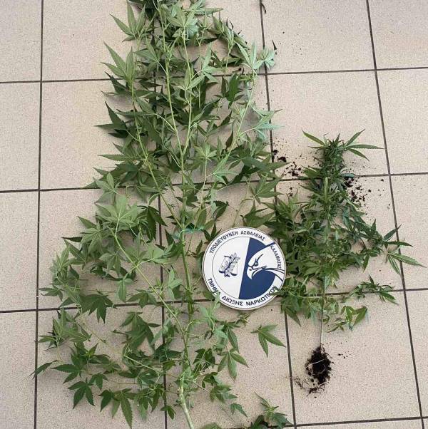 57χρονος Ελληνας στη Μεσσήνη καλλιεργούσε φυτά χασίς σε γλάστρες