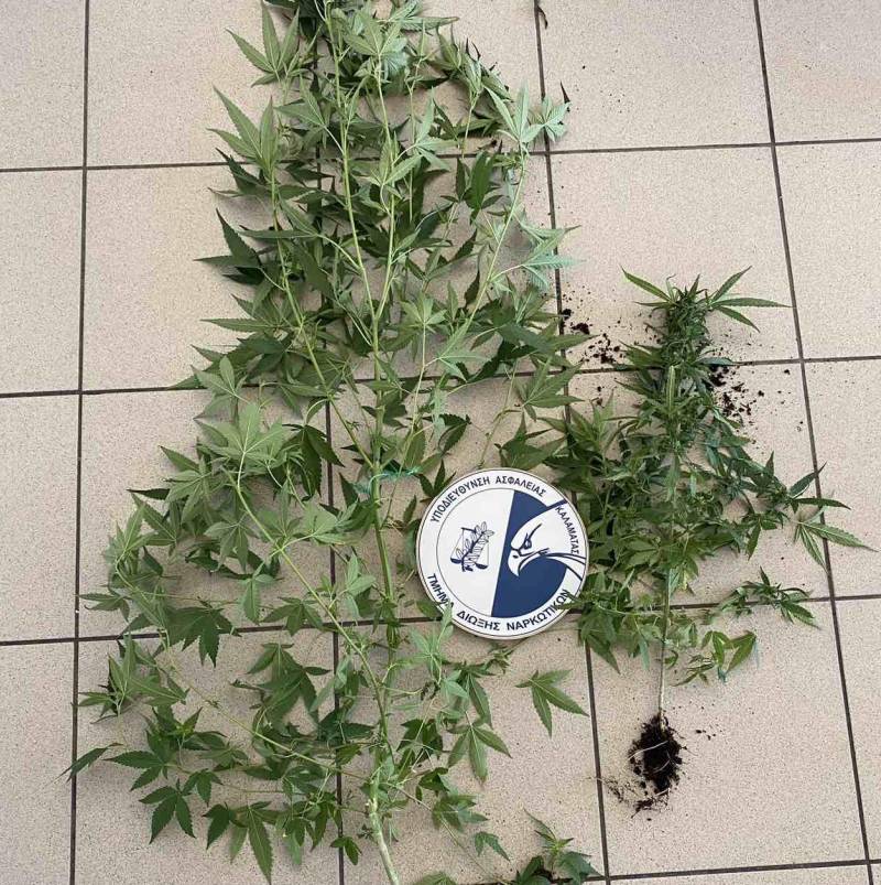 57χρονος Ελληνας στη Μεσσήνη καλλιεργούσε φυτά χασίς σε γλάστρες