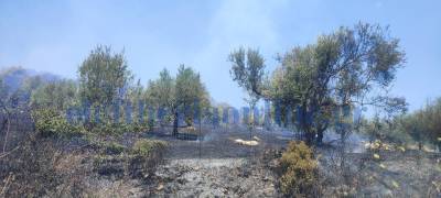 Μεσσηνία: 20 στρέμματα έκαψε η φωτιά στο Σιδηρόκαστρο