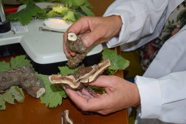 Η ψώρα απειλεί τα αμπέλια της Μεσσηνίας