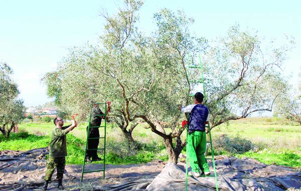 23,4 εκ. ευρώ χρέη στον ΟΓΑ οι αγρότες της Μεσσηνίας - Ερχονται κατσχέσεις